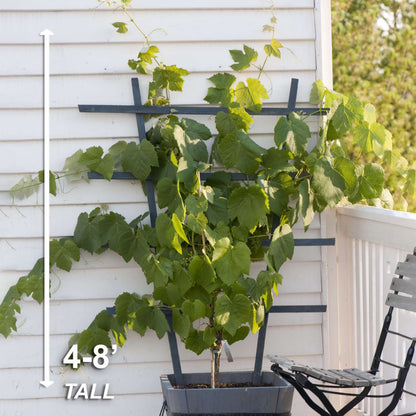 Garden State Bulb Concord Seedless Grape, Bare Root, Non-GMO, Spring Planting (Bag of 1)