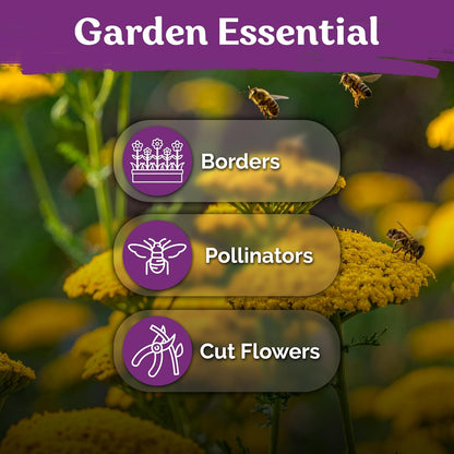 KVITER 7000 Gold Yarrow Seeds - Heirloom Organic Perennial Flower Seeds for Gardens & Meadows