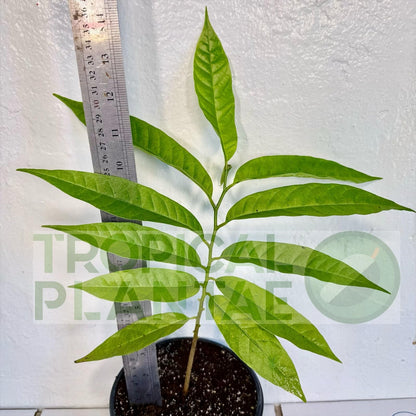 Sugar Apple Live Fruit Tree 10”-20” Tropical Plantae