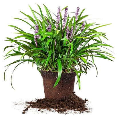 Royal Purple LIRIOPE - Size: 1 Gallon, Live Plant, Includes Special Blend Fertilizer & Planting Guide