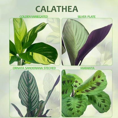 LEAL PLANTS ECUADOR Calathea Maranta (Pack of 2) Fascinating Leaf Movement, Easy Care Tropical Houseplant, Air-Purifying, Ideal for Home & Office Decor, Unique Living Plant Gift