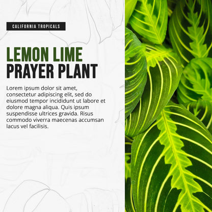 California Tropicals Lemon Lime Prayer Plant - Maranta - Rare Variety Live House Plant - Tropical Decor - Unique Real Plants Interior Garden Outdoors Supplies - Small Pot - 4 Inch Potting Decor