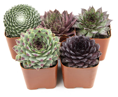 Sempervivum Succulents Plants Succulent Plant Decor (5PK), Live Plants Indoor Plants Live Houseplants, Gardening Gifts for Plant Lovers, Mini Succulent Plants for Delivery Prime by Plants for Pets