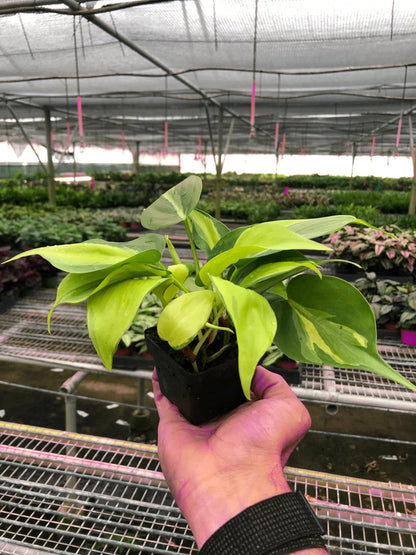 9 Pack Philodendron 'Brasil' in 3in Pot - Live Tropical Houseplant - Easy to Grow | Air Purifying | Variegated | USA Growers | The Snobby Leaf