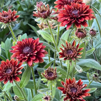 Black Eyed Susan Seeds - Heirloom Rudbeckia for Vibrant Autumn Gardens | 500 Non-GMO Seeds