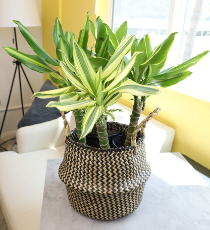 Dracaena Steudneri Moonlight 4 Pack House Plant, 4 Inch Pots for Plants, Dragon Tree Plants for Delivery Prime, Low Light House Plants, Live Plants Indoor Plants Live Houseplants by Plants for Pets