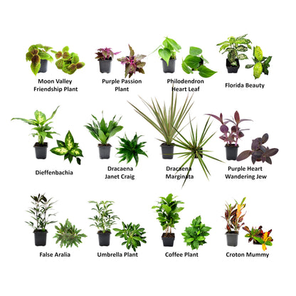 6PK 3” Pot Live Plant Collection, No Duplicates for up to Three Packs (18 Plants), Live Indoor Houseplants, Live House Plants, Easy to Grow, Indoor Gardening, Home, Office Décor, Gifts