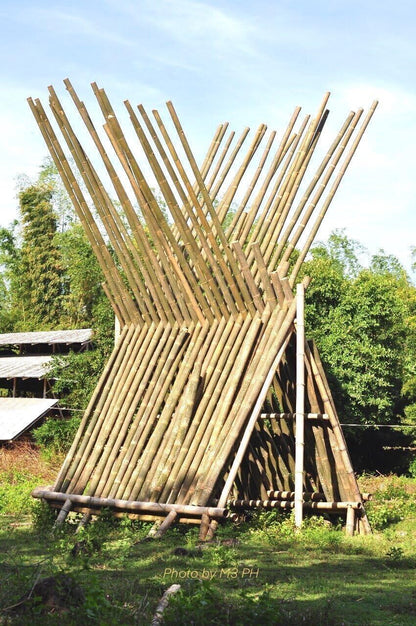 Asper Bamboo | 1 Large Trade Gallon Size Plant | Dendrocalamus Asper | Fast Growing Privacy Screen, Tropical Landscape, Non-Invasive Clumping, Hardy Outdoor Hedge, Ideal for Windbreaks
