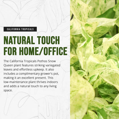 California Tropicals Pothos Snow Queen - 4" Live Plant - Variegated White and Green Leaves - Easy to Care for - Perfect for Indoor and Outdoor Home Decor, Office, and Gift - Pot Included