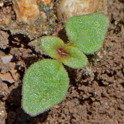 Seed Needs Mixed Tetra Snapdragon Seeds - 1,000 Heirloom Seeds for Butterfly Gardens | Annual Antirrhinum Majus