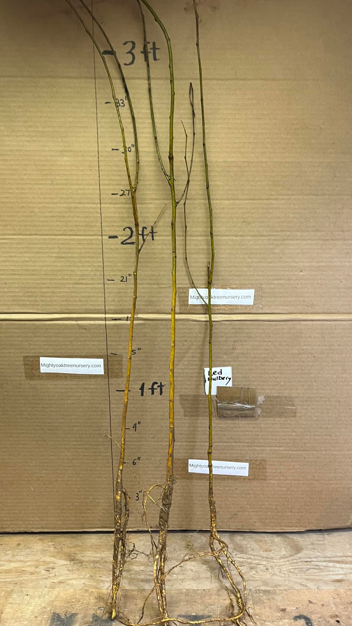 24-36" Tall Red Mulberry (Morus rubra) Plant, Bare Root