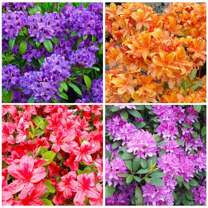 30+ Perennial Azalea Rhododendron Simsii Seeds for Planting-Ornamental Potted Plant, Vibrant Blooms for Home & Garden