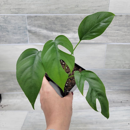 Rare Mini Monstera Philodendron Rhaphidophora Tetrasperma Live Plant - Indoor Plants Live Houseplants - Ginny Monstera Plant in 4" Pot by 3exoticgreen