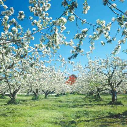 Red Delicious Apple Tree, 1 Gallon Live Nursery Pot, Sweet, Juicy Fruit | Arbor Day Foundation (Due to Agricultural Laws, Unavailable to CA, WA or AZ)
