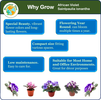 4-Pack of 4” Pots African Violets, Saintpaulia ionantha, from 12 Available Colors, Colors May Vary but All Different, African Violet Live Plant, African Violet Plants, Plant Gifts, Holiday Gifts