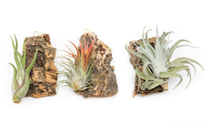 Air Plant Shop Fully Assembled Air Plant Cork Bark Displays - Wholesale and Bulk - Succulents - Live Tillandsia - Easy Care Indoor and Outdoor House Plants (Chunk)