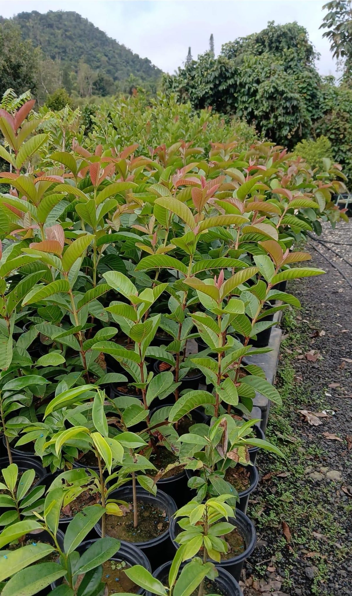 Big Ruby Su pre me Guava(Psidium guajava) Guayaba Live Fruit Tree (2-3ft) Rare Plant