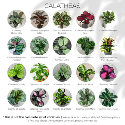 Calathea Collection (4 Pack) Live Plants - Prayer Plants, Air Purifying Plant Indoor, Easy Plants Live Houseplants, Perfect for Home, Room, or Office Decor, Real Plants Indoor/Outdoor