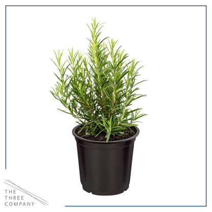 Live Aromatic and Edible Herb - Rosemary (6 Per Pack), Naturally Improves Breathing and Air Quality, 8" Tall by 3" Wide