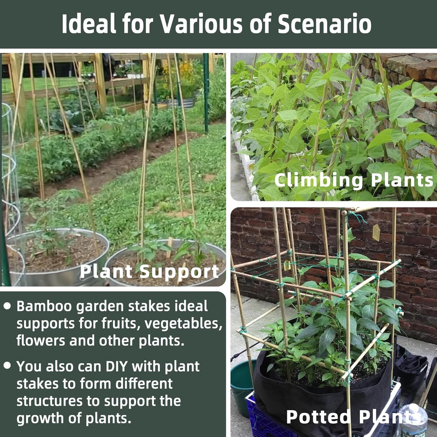 Bamboo Plant Stakes - 50 Pcs 2ft Garden Support Sticks for Indoor/Outdoor Plants | Ideal for Tomatoes & Climbing Plants