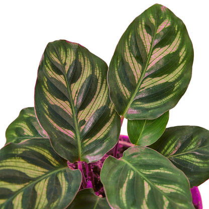3 Pack Calathea 'Makoyana' in 4in Pot - Live Tropical Houseplant - Easy to Grow | Air Purifying | Pet Friendly | Variegated | USA Growers | The Snobby Leaf