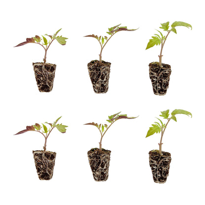 Bonnie Plants Roma Tomato Plugs, Live Plants, Ideal for Raised Beds and In-Ground Gardens, Paste Tomato Good for Fresh Eating, Cooking, and Preserving, 3 Cubic in., 6-Pack