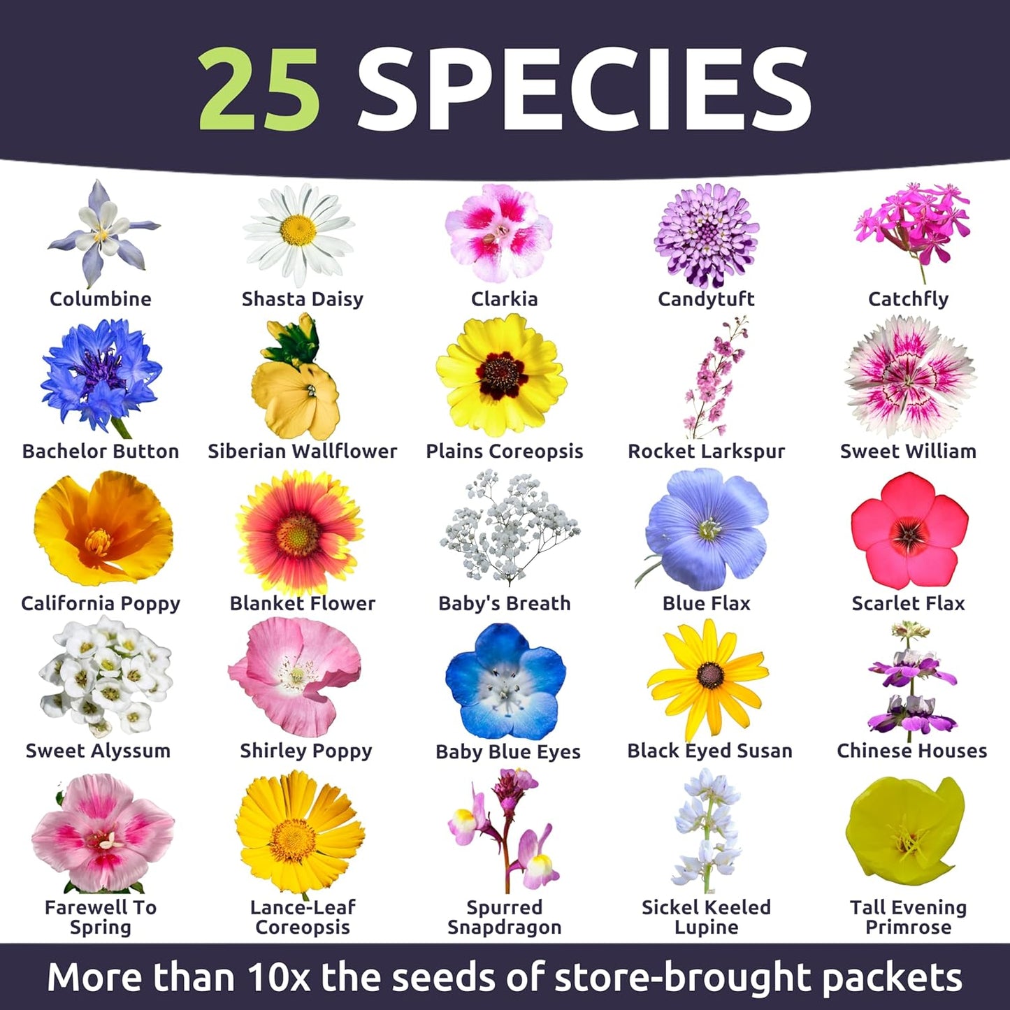 Pacific Northwest Wildflower Seed Mix - 24,000 Premium Flower Seeds in Large 1 Ounce Packet