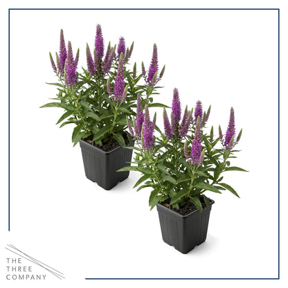 Live Veronica Speedwell 2-Pack – Skyward Lilac – Upright Sun Perennial, Pollinator Friendly, 10” Tall, 1 Qt Pot