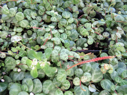 String of Hearts/Turtles/Peace Sign/Cross - Peperomia prostrata- 2.5" Pot