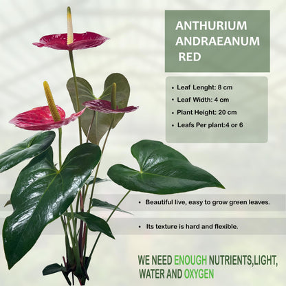 LEAL PLANTS ECUADOR Anthurium Andraeanum Red Live Plant (Pack of 2) Easy Care, Air-Purifying Indoor Plant for Wellness & Home Decor, Office Desk, Unique Sustainable Gift