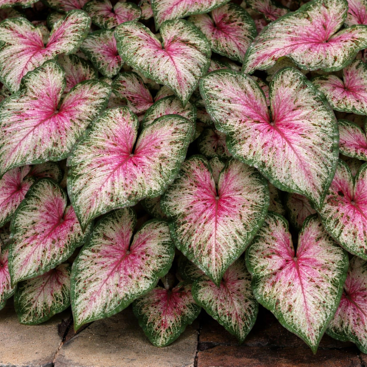 6 Heart and Soul Caladium Bulbs for Planting - Beautiful Spotted Leafs Stand Out - Perennial Hosta, Elephant Ears, Fancy (6 Bulbs)