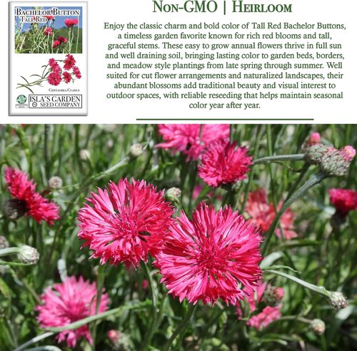 Isla's Garden Seeds Tall Red Bachelor Button Seeds - Non-GMO Heirloom Cornflower for Easy Summer Blooms | Classic Cut Flowers for Beds & Borders