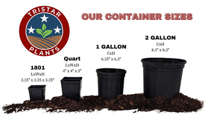 Tristar Plants - Methley Plum Tree - Heavy yielding - Sweet Fruit - Live Plant - 1 Gallon Trade Pot