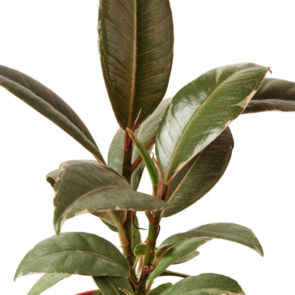 9 Pack Ficus Elastica 'Tineke' in 6in Pot - Live Plants Tropical Houseplants | Variegated | USA Growers | The Snobby Leaf
