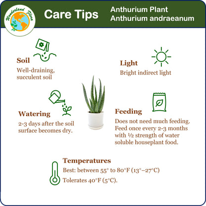 Aloe Vera, Aloe barbadensis, Succulent, 4” Pot