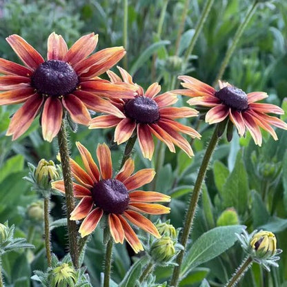 Black Eyed Susan Seeds - Heirloom Rudbeckia for Vibrant Autumn Gardens | 500 Non-GMO Seeds