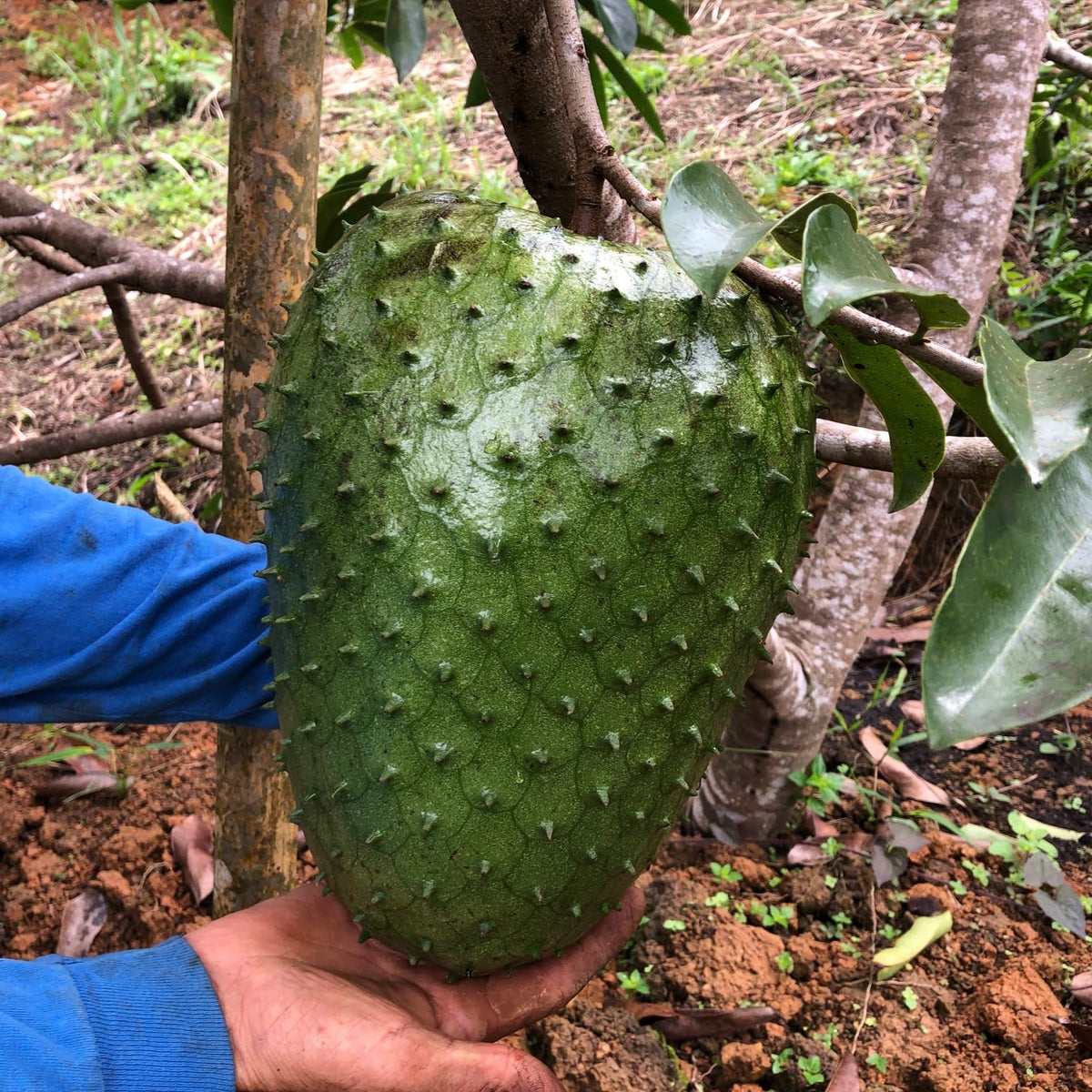 Soursop Tree (ANNONA MURICATA) Tropical Live Fruit Tree 12″-24″