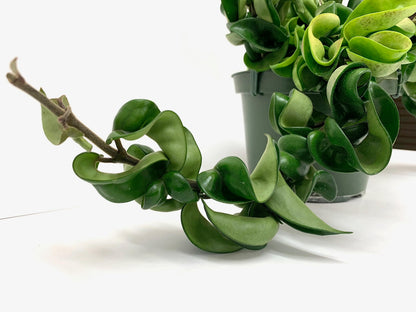 Hoya Compacta aka Hoya Hindu Rope Available in 2", 4", and 6" Pot Live Hoya Plant Air-Purifying Plant (Hoya Compacta, 4" Pot with 2 Plants, Very Short Right Now)