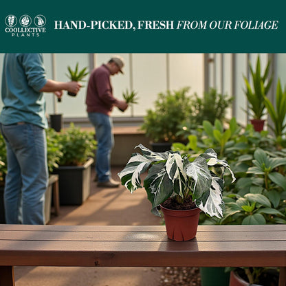 CoollectivePlants Calathea Stella Live Plant in 4" Growers Pot – Easy Care Indoor Tropical Houseplant, Low Maintenance Prayer Plant, Pet Safe Decorative Foliage Plant for Home or Office