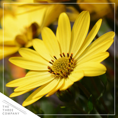 Live Flowering Osteospermum Plant - Yellow (3 Plants Per Pack) - Beautiful African Daisies - Early Spring Color - 12" Tall by 5" Wide in 1 Qt Pot