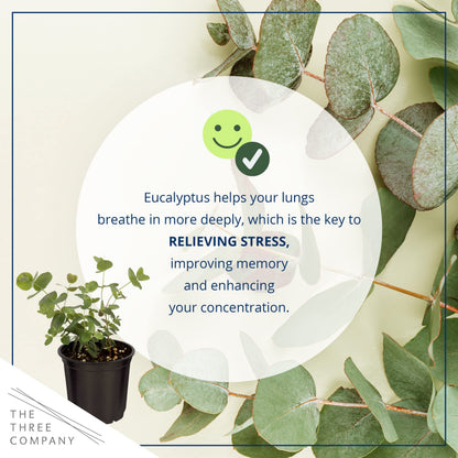 Live Aromatic and Healthy Herb - Eucalyptus (6 Per Pack), Assorted Varieties - Natural Air Purifier, 8" Tall by 3" Wide in 1 Pint Pot