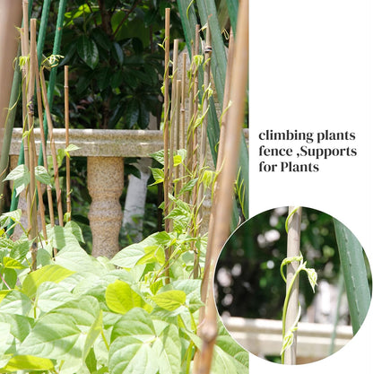 Bamboo Stakes - Eco-Friendly Plant Support Poles for Tomatoes, Beans & Flowers | 50-Pack, 4.8FT Height