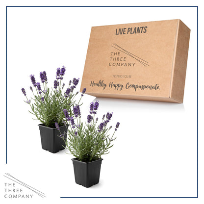 Live Lavender 2-Pack – Purple – Fragrant Sun Perennial Herb, Pollinator Friendly, 10” Tall, 1 Qt Pot