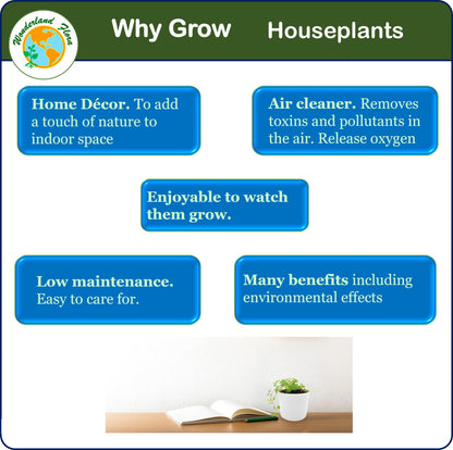 6PK 3” Pot Live Plant Collection, No Duplicates for up to Three Packs (18 Plants), Live Indoor Houseplants, Live House Plants, Easy to Grow, Indoor Gardening, Home, Office Décor, Gifts