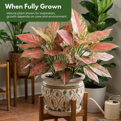 Aglaonema Ruby Ray Live Plant by United Nursery 6 inch Pink Decorative Pot Mother’s Day Gift for Patio and Home Decor Stunning Variegated Foliage Pink
