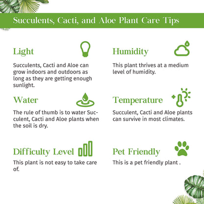 Succulent Haworthia Savanna Live Plant for Indoor | Different Houseplants in 4'' & 6'' Pot | Real House Plant Decor for Living Room, Office, Desk & Bathroom | Little Warty Ox Tongue