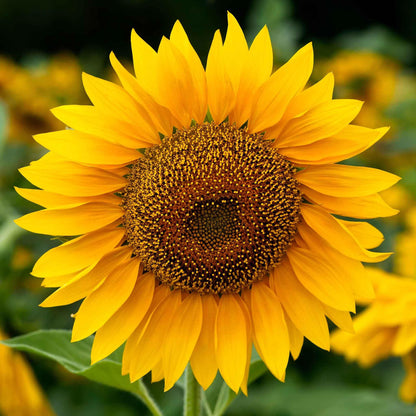 Eden Brothers Sunflower Seeds (Organic) - Mammoth Grey-Stripe