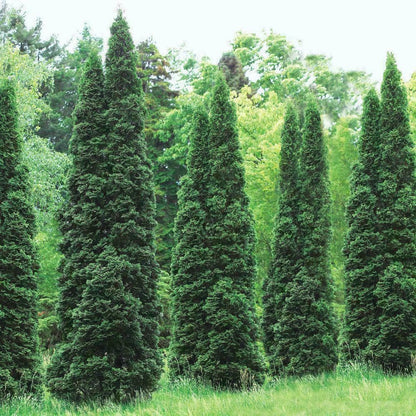 Live Plant - 5 Thuja Green Giant Arborvitae Trees/Shrubs - 6-12" Tall Live Plants, 2.5" Pots