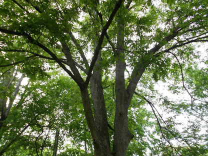 Live Plant - Black Walnut Tree - 18-24" Tall Live Plant - Bareroot Seedling - Juglans nigra