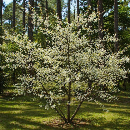 2 Chickasaw Plum Trees/Shrubs - 12-18" Tall Live Plants - Native Fruit Bushes - Prunus angustifolia - (2 Pack)